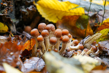 Mushroom in the autumn forest. Honey mushrooms.
