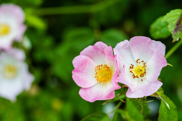 Éclat floral : La délicatesse charnelle des couleurs des fleurs d'églantier au Mont de Sigolsheim