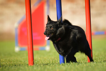 Dog is running slalom on his agility training on agility summer camp czech agility slalom.	
