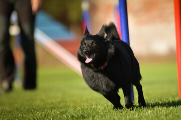 Dog is running slalom on his agility training on agility summer camp czech agility slalom.	
