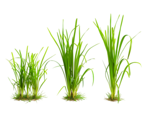 Growth of buffalo grass, process of growing plant, step by step growing plant, on transparent background
