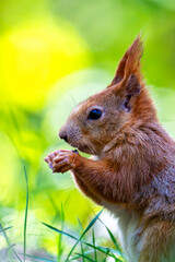 Sciurus vulgaris - cheerful squirrel in the forest