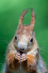 Obraz premium Sciurus vulgaris - cheerful squirrel in the forest