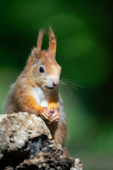 Sciurus vulgaris - cheerful squirrel in the forest
