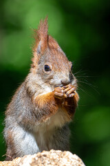Sciurus vulgaris - cheerful squirrel in the forest