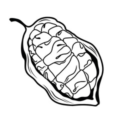 Cut cocoa bean fruit vector line isolated on white background