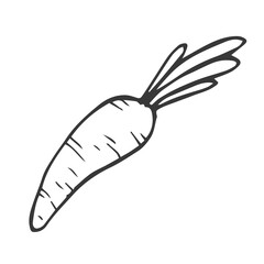 Hand drawn sketch carrot isolated on white background. Doodle style. Vector Illustration