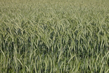 Gräser, Felder, wilde Blüten: Ähren ohne Ende