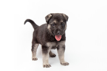  portrait funny cute german shepherd dog puppy looking up. cute dog studio shot on isolated white...