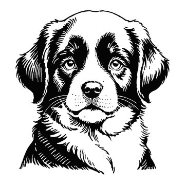 recommend clip art: Newfoundland Dog Puppy Hand Drawn Engraved Ink Line Art Sketch Illustration