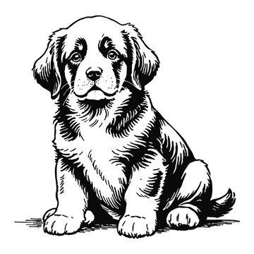 recommend clip art: Newfoundland Dog Puppy Hand Drawn Engraved Ink Line Art Sketch Illustration