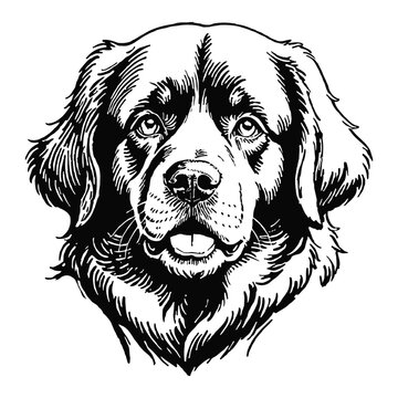 recommend clip art: Newfoundland Dog Hand Drawn Engraved Ink Line Art Sketch Illustration