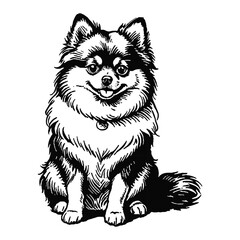 Pomeranian Dog Hand Drawn Engraved Ink Line Art Sketch Illustration