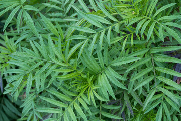 Close up of marigold green leaves.