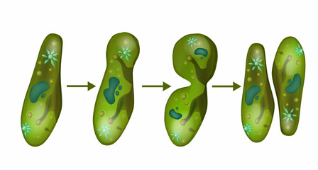 Microbe paramecium cell division. Reproduction in Paramecium.