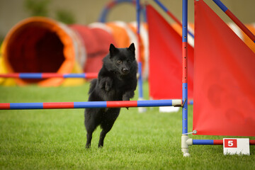 Dog is jumping over the hurdles. Amazing day on czech agility competition.	
