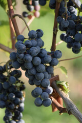 Weintrauben
