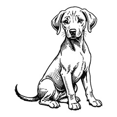 Obraz premium Rhodesian Ridgeback Dog Puppy Hand Drawn Engraved Ink Line Art Sketch Illustration