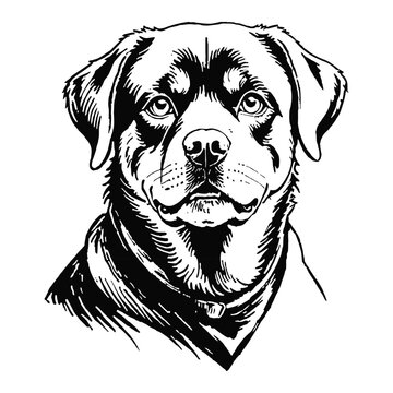 recommend clip art: Rottweiler Dog Hand Drawn Engraved Ink Line Art Sketch Illustration