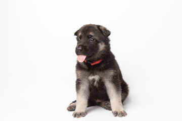  portrait funny cute german shepherd dog puppy looking up. cute dog studio shot on isolated white background with copy space