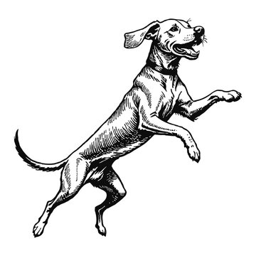 recommend clip art: Vizsla Dog Hand Drawn Engraved Ink Line Art Sketch Illustration