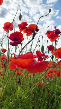 Campo coltivato con papaveri rossi