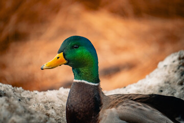 Newfoundland Mallard