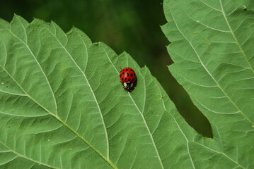 red ladybug on bright green leaf in summer forest