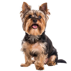 Yorkshire Terrier dog isolated on transparent background