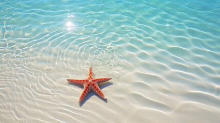Starfish on the summer beach in sea water. Underwater ocean background, Starfish on a sandy tropical beach, Starfish on a Caribbean beach in summer make for a nice vacation and relaxation-like feeling