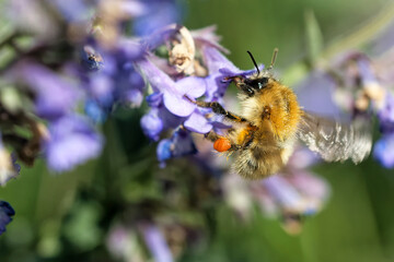 Ackerhummel an der Katzenminze im Frühjahr