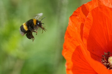 Dunkle Erdhummel fliegt eine Mohnblume an