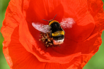 Dunkle Erdhummel in einer Mohnbl&uuml;te