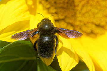 Große Blaue Holzbiene auf einer Sonnenblume
