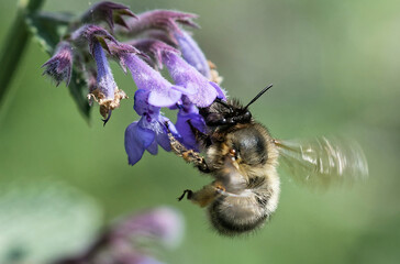 Gemeine Pelzbiene an der Katzenminze