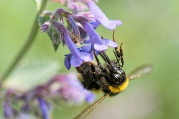 Dunkle Erdhummel an der Katzenminze