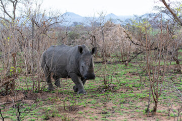 Fototapeta premium White Rhinoceros bull walking in the Greater Kruger Region, in South Africa