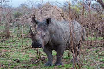 Fototapeta premium White Rhinoceros bull walking in the Greater Kruger Region, in South Africa