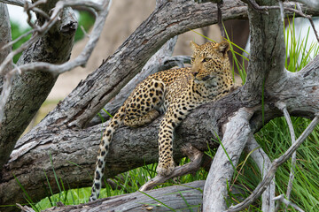 Leopard resting and looking around in a tree in the Okavango Delta in Botswana   