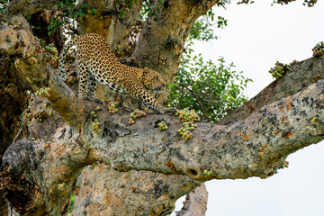 Leopard resting and looking around in a tree in the Okavango Delta in Botswana   