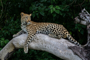Leopard resting and looking around in a tree in the Okavango Delta in Botswana   