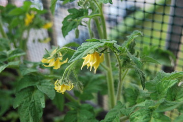 blooming tomatoes in the balcony box