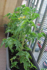 blooming tomatoes in the balcony box