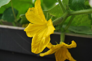 blooming cucumbers in a balcony box