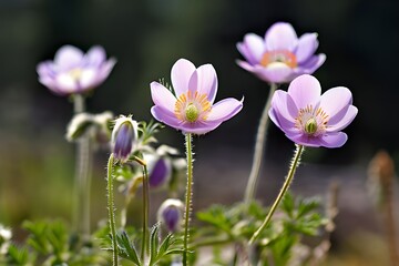 Fototapeta premium A vibrant cluster of purple flowers, perfect for nature enthusiasts and floral enthusiasts alike