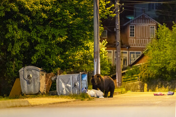 Brown bear (Ursus arctos) searching for food in rubbish bins on roadside at night with house in background, Brasov, South Carpathian mountains, Romania. July. 