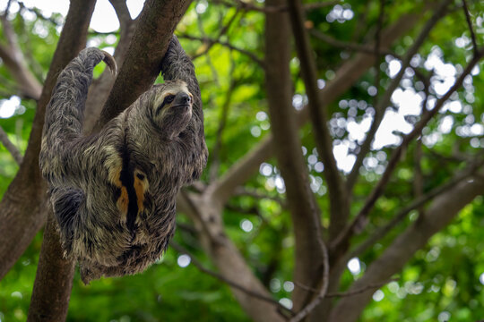 Brown-throated three toed sloth (Bradypus variegatus) hanging on a branch in forest, Magdalena, northern Colombia. 