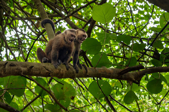 Two White-fronted capuchins (Cebus albifrons) sitting on branch with mouths open in aggressive posture, Tayrona National Park, Magdalena, Colombia.