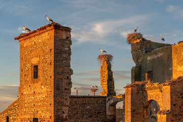 White stork (Ciconia ciconia) colony nesting on roof of an abandoned monastery in evening light, Extremadura, Spain. May. 