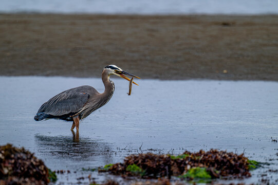 Great blue heron (Ardea herodias) feeding on fish in the intertidal zone, Vancouver Island, British Columbia, Canada. 